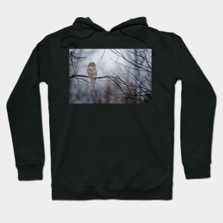 Barred Owl Hoodie